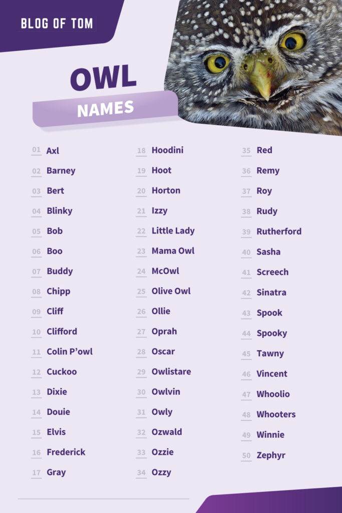 Owl Names 500 Cute Cool Male Female Ideas 