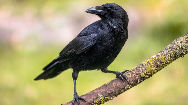 Crow Names (89 Awesome Ideas) - Blog Of Tom