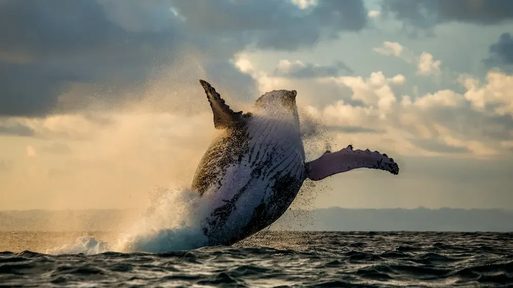 Jump humpback whale