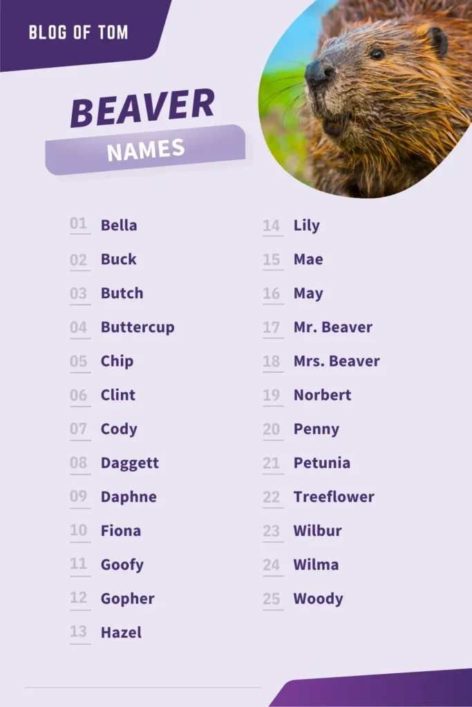 Beaver Names Infographic