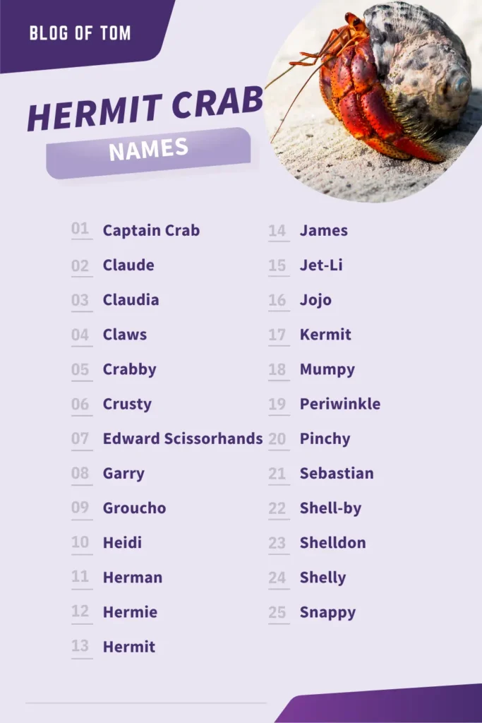999+ Hermit Crab Names (Best, Funny & Cute Ideas)