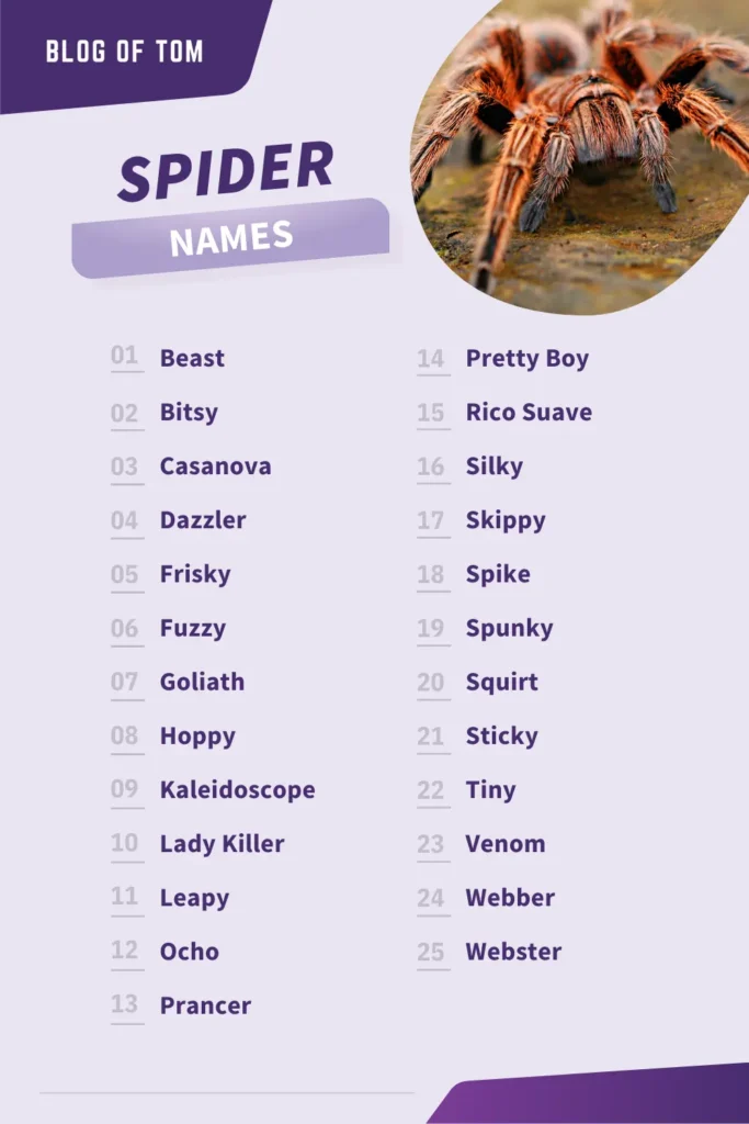 623+ Spider Names (Good, Cute & Cool Pet Naming Ideas)