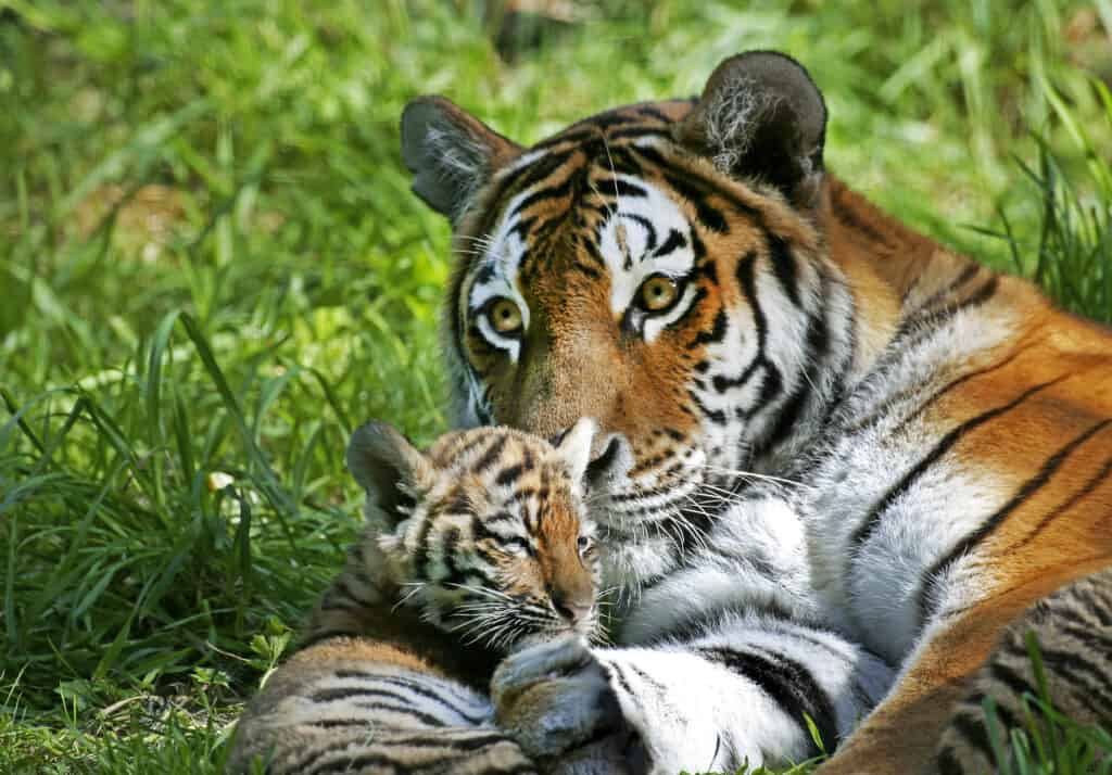 Siberian Tiger with Cub