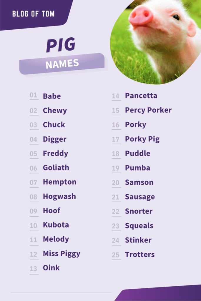 What Is The Male And Female Name Of Pig