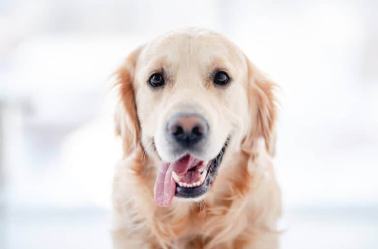 119 Best Old Man Names For Dogs BEST Ideas For 2024   40296302 Golden Retriever Dog Isolated On White Background 768x506 