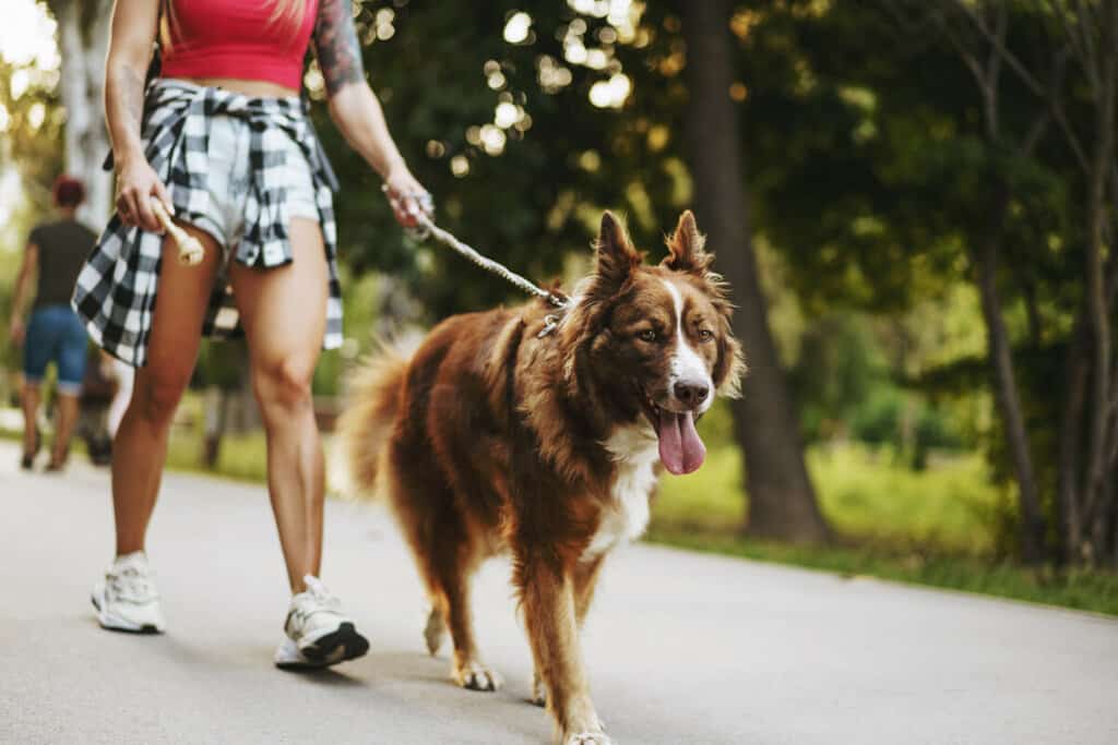 41494878 Border Collie Dog On A Walk In Park With Its Female Owner 