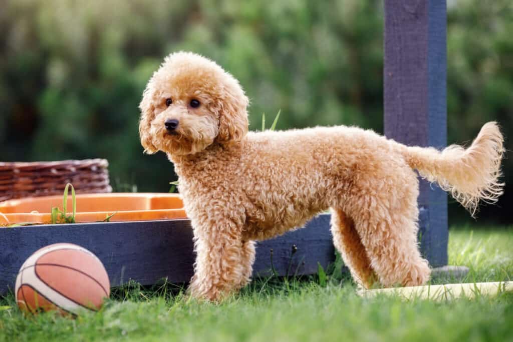 46425086 Cute Small Golden Poodle Dog And His Toy Rubber Basketball Ball 1024x683 
