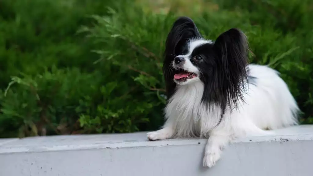 A small black and white dog sitting on a wall.