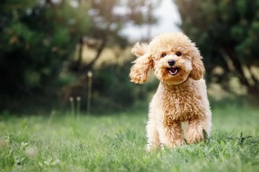 A poodle dog running in the grass.
