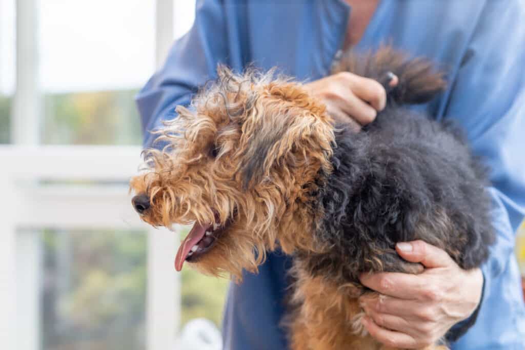 175-welsh-terrier-names-best-2023-list-blog-of-tom