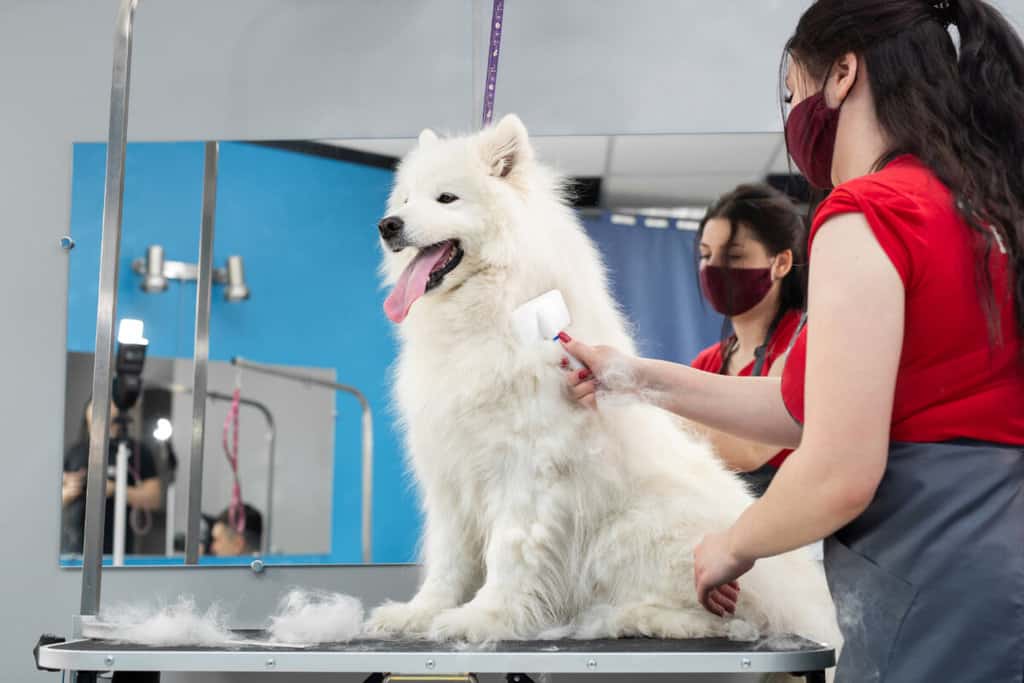 44396936 A Female Groomer Combing A Samoyed Dog With Comb Big Dog In Grooming Salon 