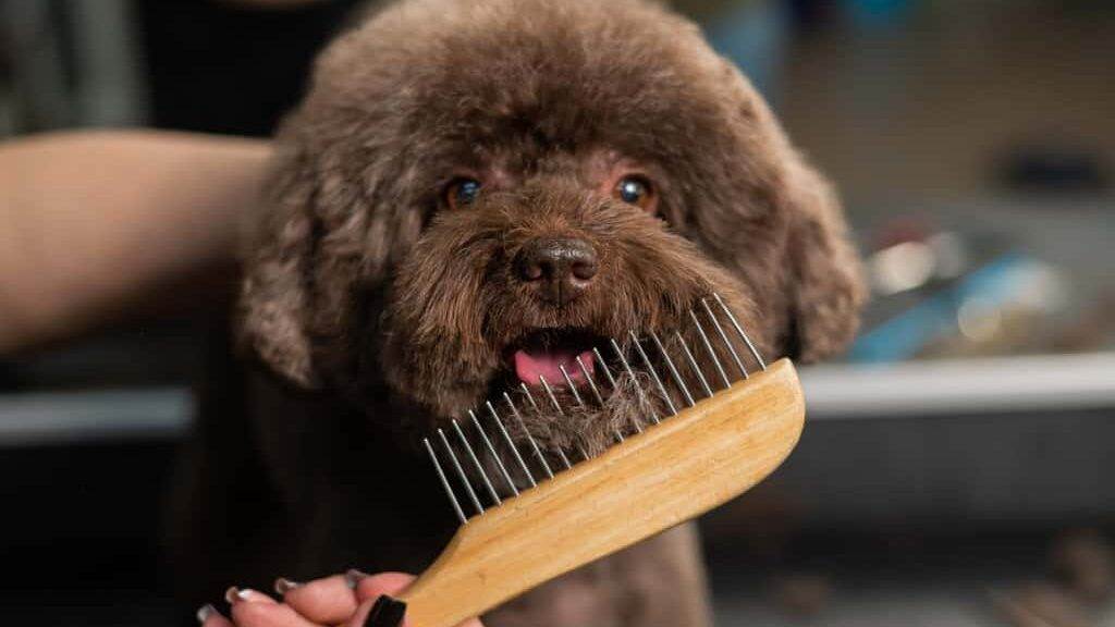 52019484 Woman Combing A Small Dog With Scissors In A Grooming Salon E1684583820658 
