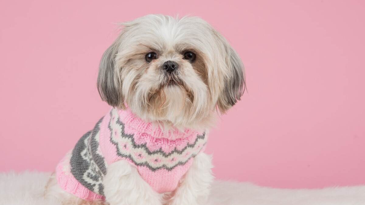 Shih tzu wearing a pink sweater.