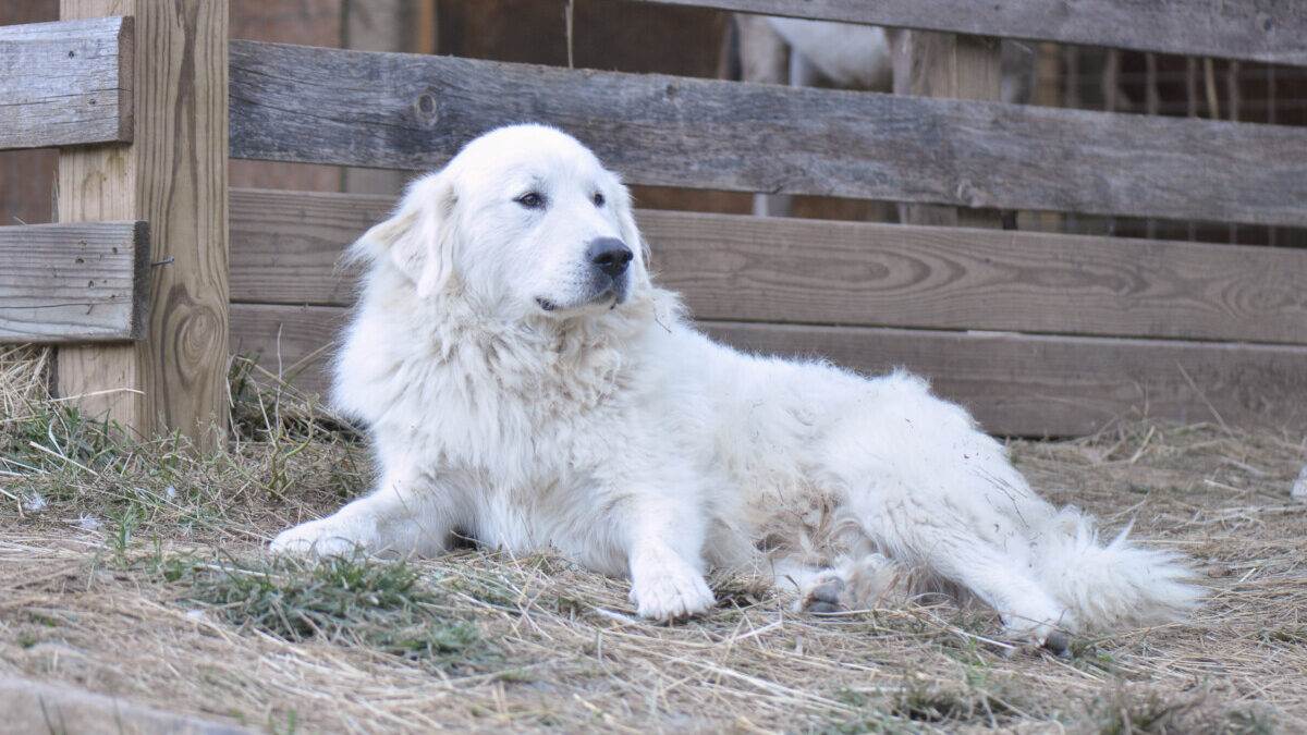 449-great-pyrenees-names-best-2024-ideas-cute-unique