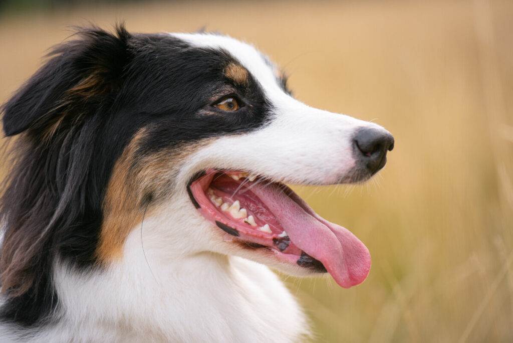 215 Australian Shepherd Names (BEST 2024 List) Blog Of Tom