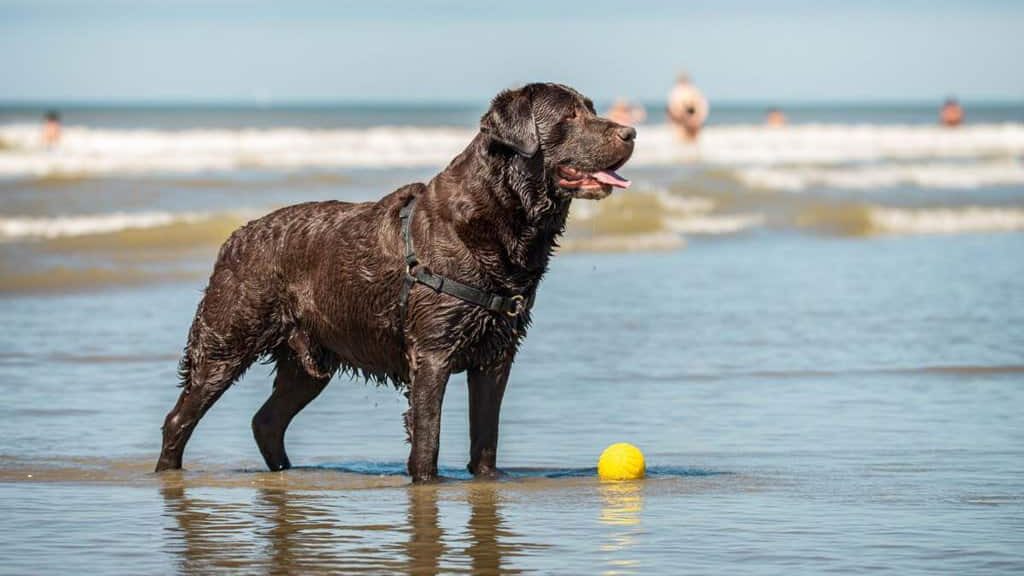 A brown dog standing in the water with a yellow ball.