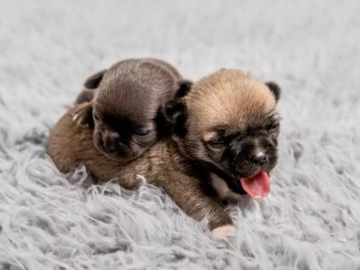 Two black and brown puppies laying on a gray carpet.