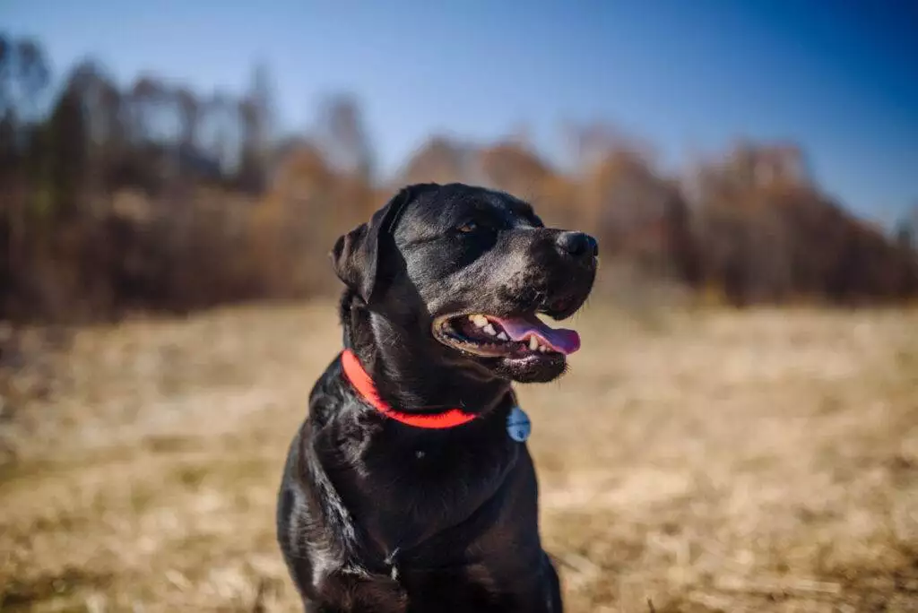 A black labrador dog sitting in a field with a red collar.