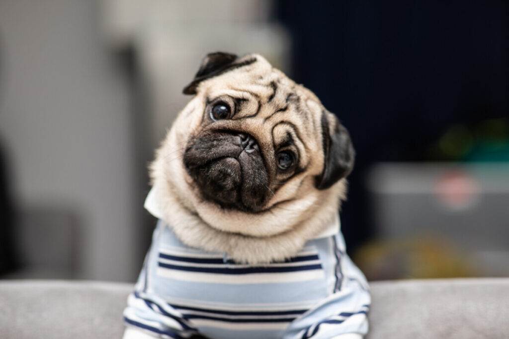 449+ Pug Names: BEST Ideas For Your New Pet (2024)