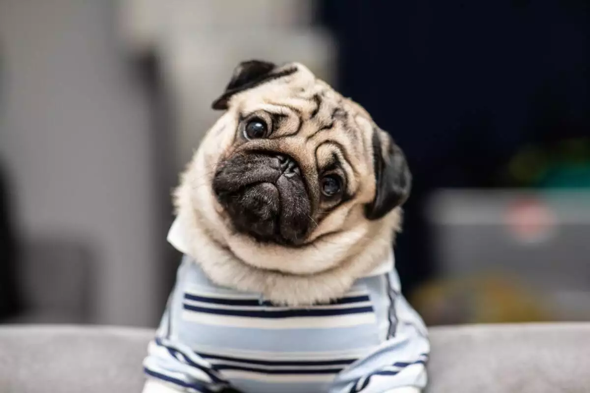 A pug dog in a striped shirt sitting on a couch.