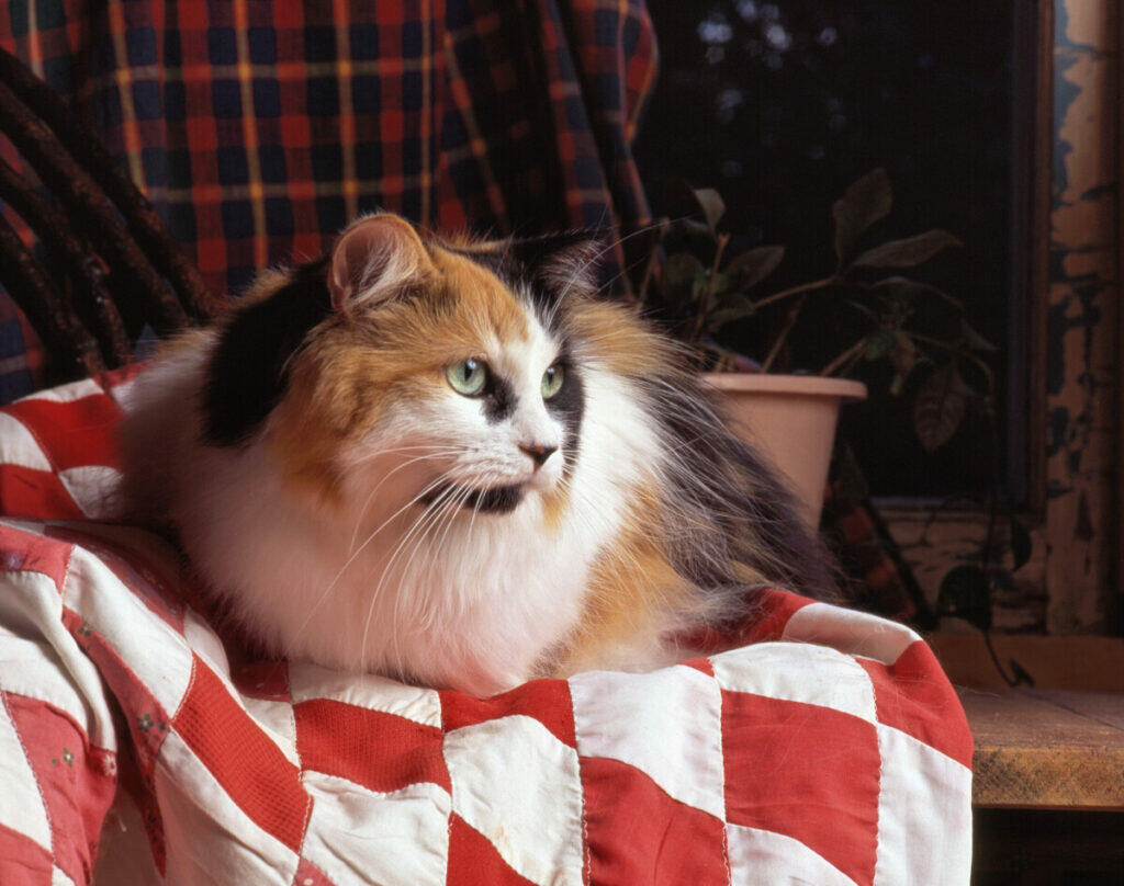 21912502 Calico Cat On A Blanket 1024x808 
