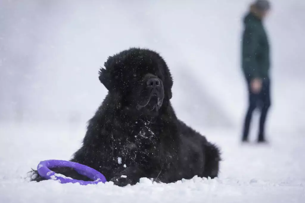 A black dog laying in the snow with a purple frisbee.