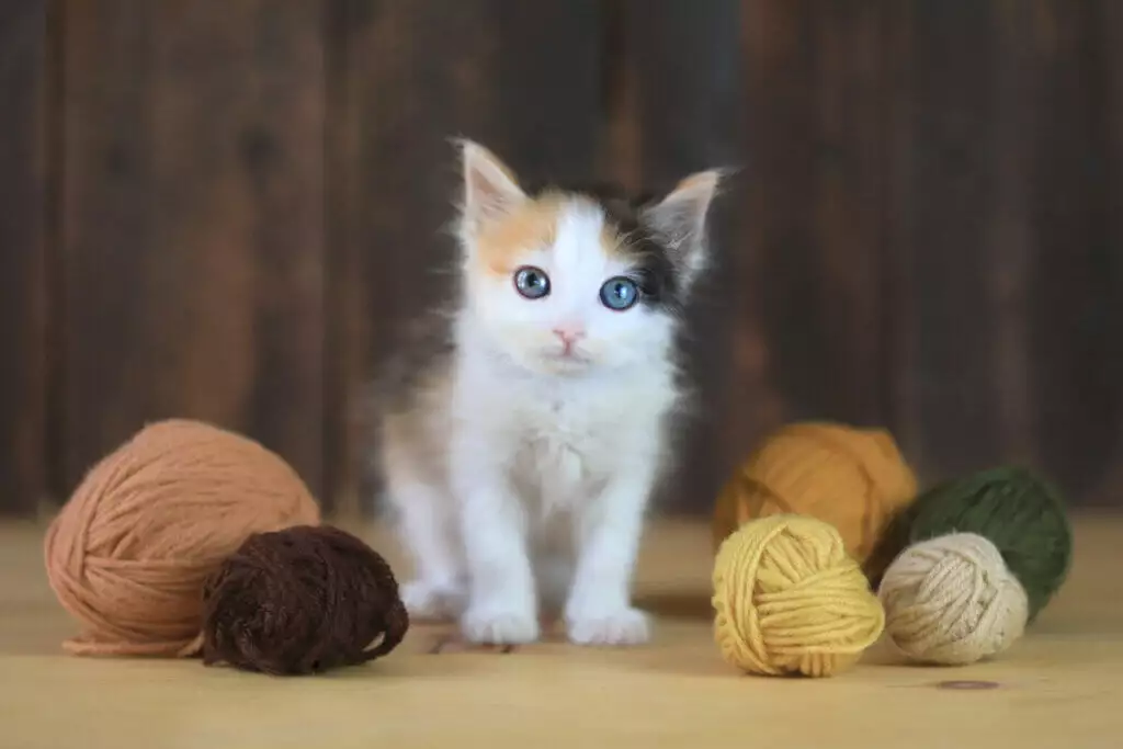 32283336 Tiny Calico Kitten With Yarn On A Wooden Background 1024x683.webp