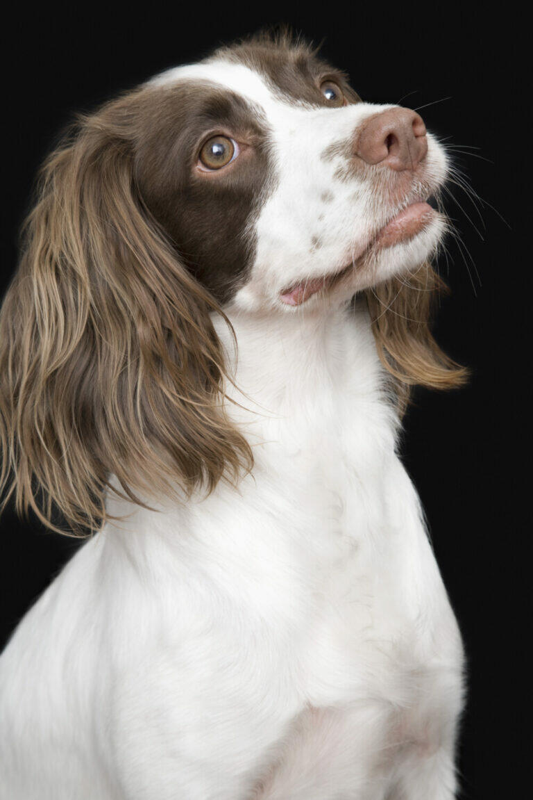 449+ Springer Spaniel Names (BEST Picks For 2024!)