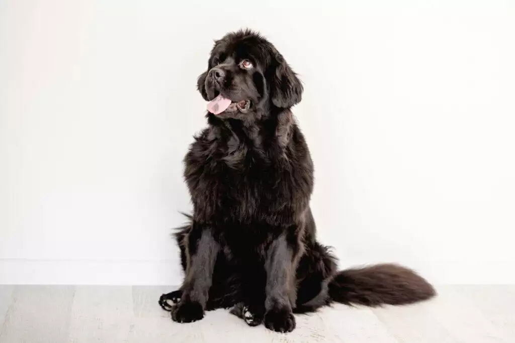 A large black Newfoundland dog sitting on a white floor.
