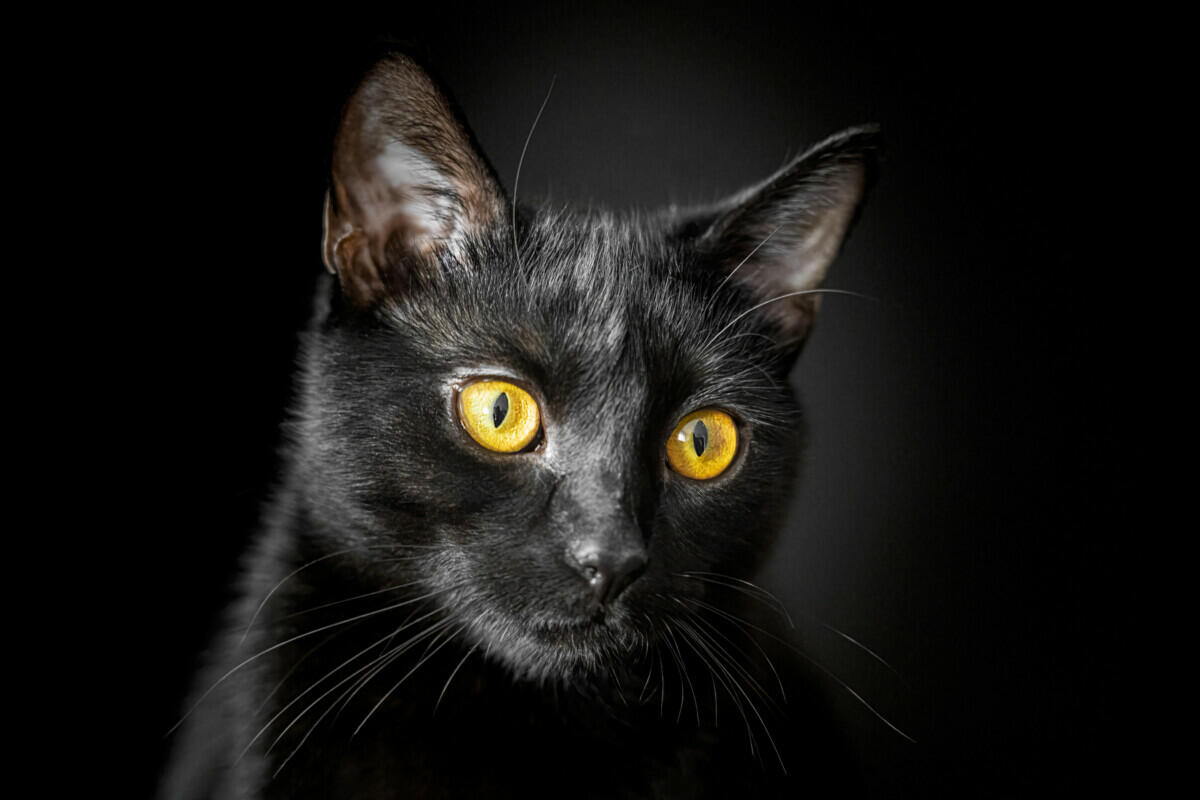 449+ Black Cat Names (BEST 2024 Ideas!) - Blog Of Tom