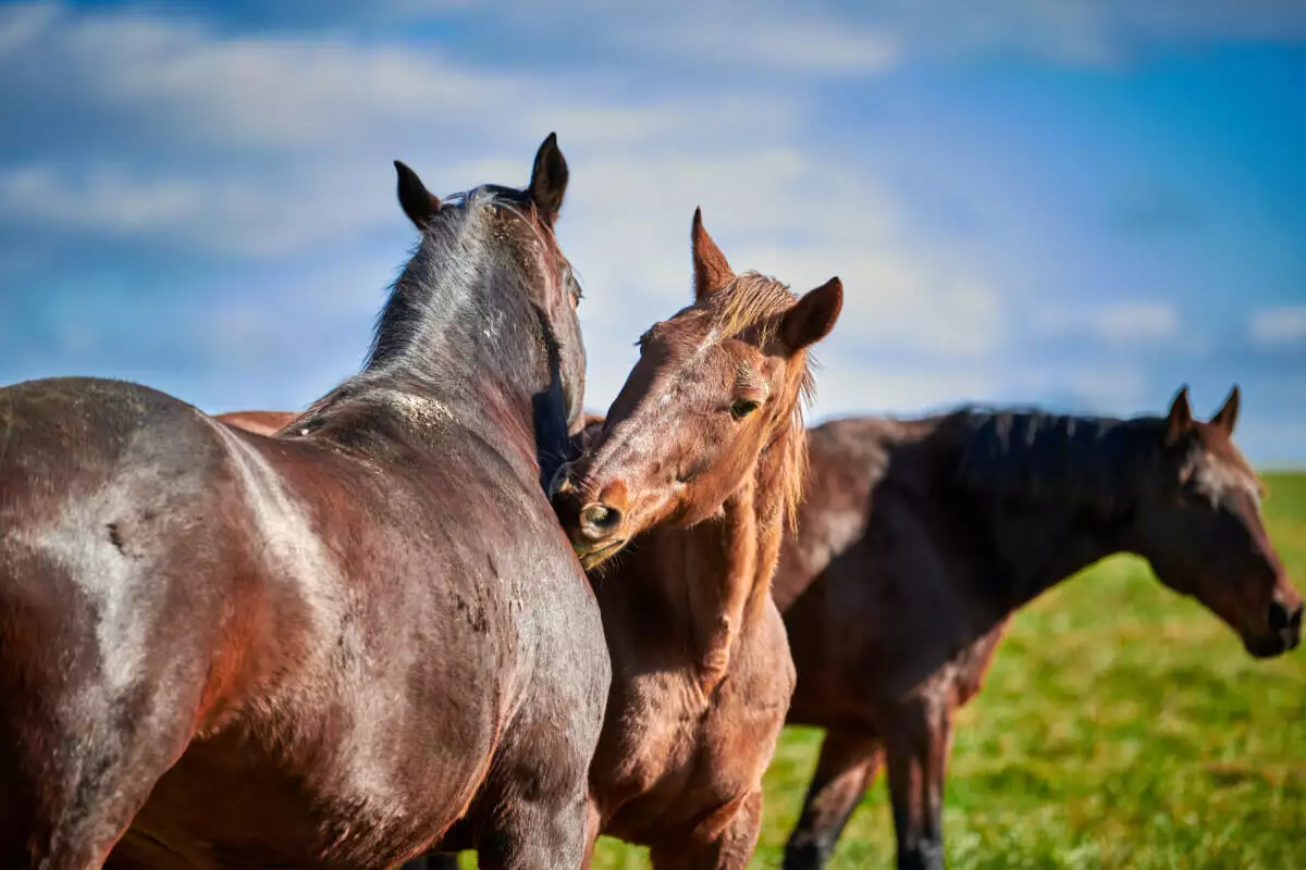 Three brown horses standing in a field.