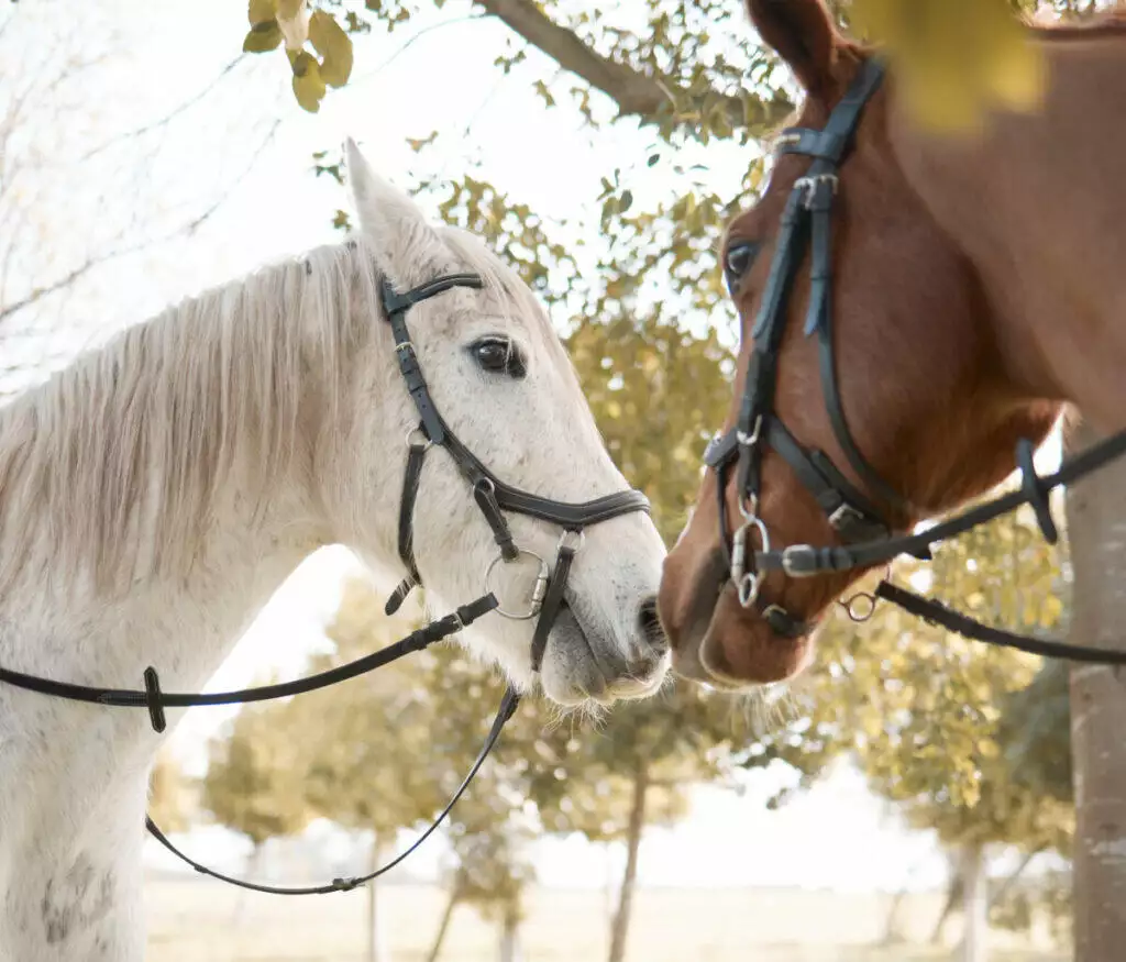 A white horse and a brown horse standing next to each other.
